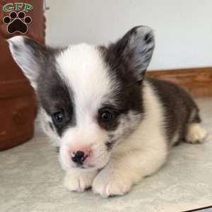 Johnny, Pembroke Welsh Corgi Puppy